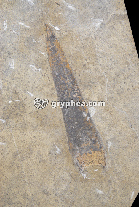 Plante à graine fossile - gryphea.com